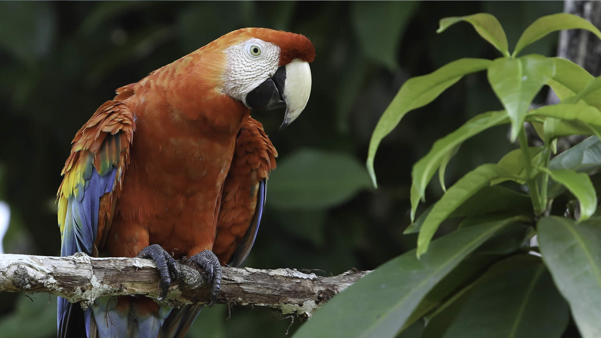 Amazon Biocultural Diversity