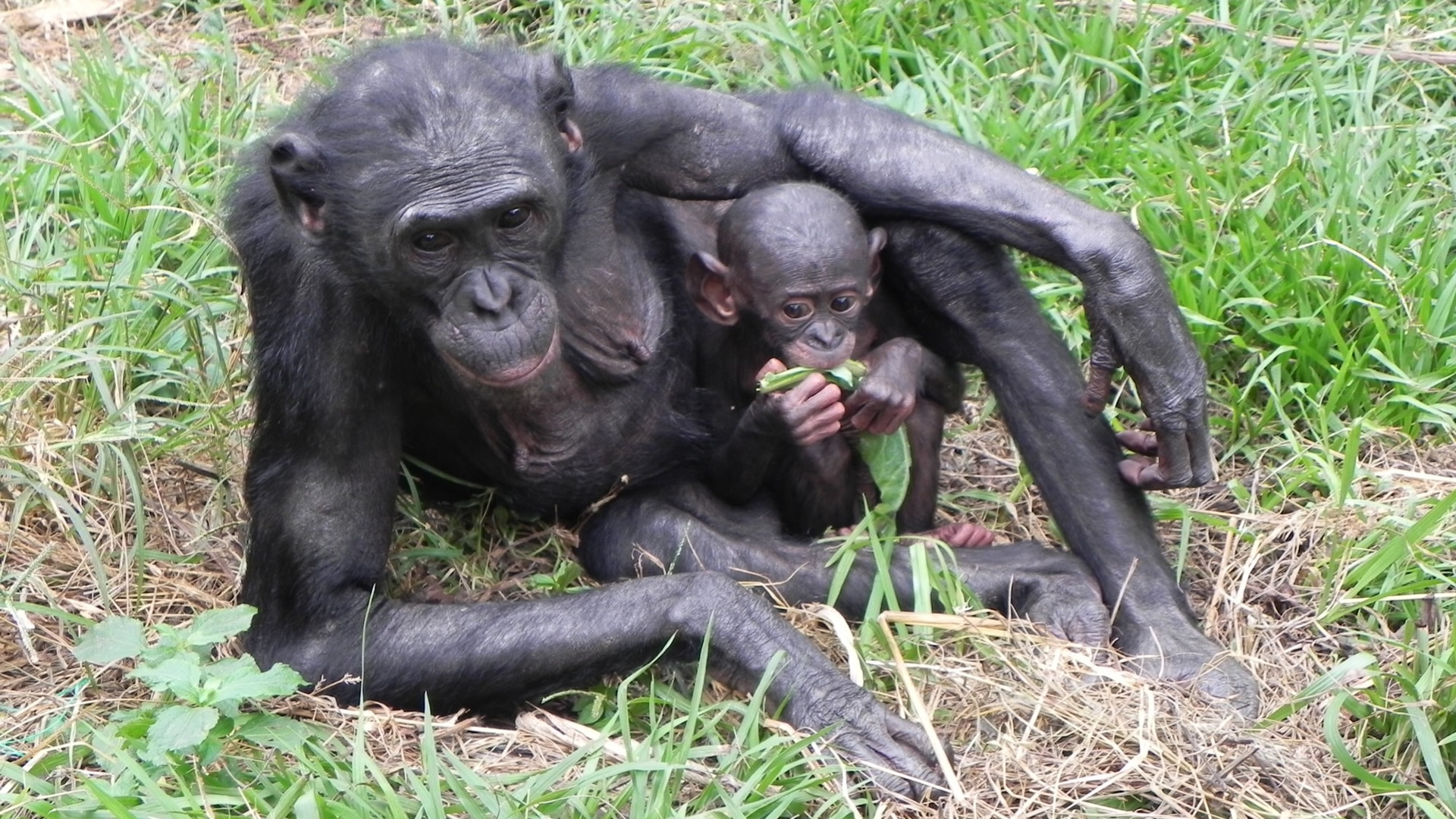 Bonobo Wildlife Refuge