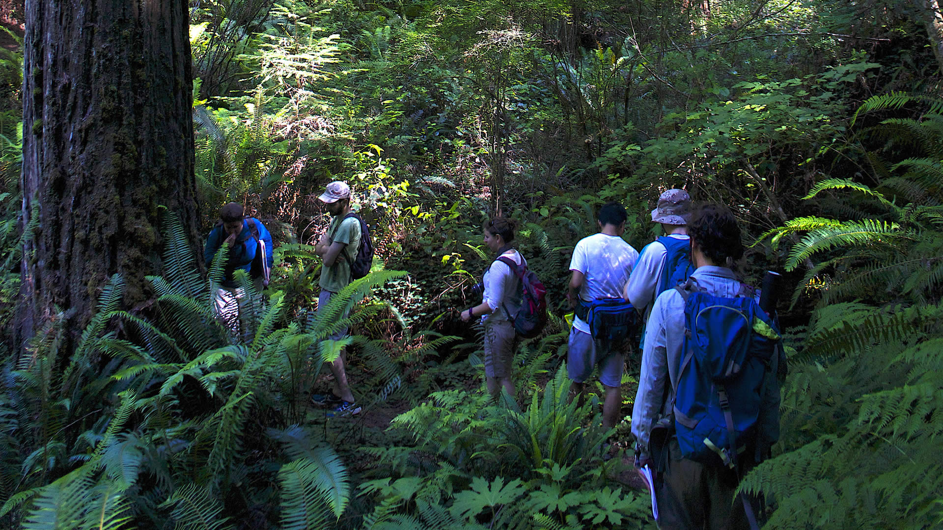 Natural History of the Redwoods, California